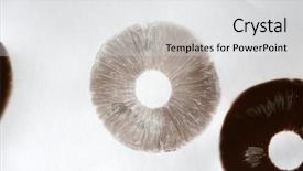  Presentation with poisonous plants - Slide deck consisting of both edible and highly poisonous background and a white colored foreground