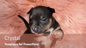  Presentation with bully - Theme having bothered-american-bully-puppy-stepping background and a red colored foreground
