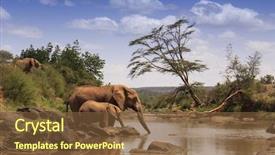  Presentation with elephants - Audience pleasing PPT theme consisting of botswana - african elephants drinking backdrop and a tawny brown colored foreground