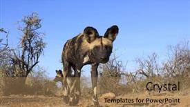  Presentation with wild dog - PPT theme having botswana - african wild dog painted wolf background and a coral colored foreground