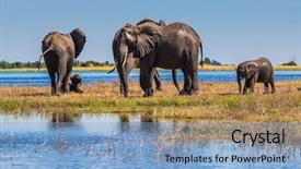  Presentation with national - PPT layouts enhanced with botswana - chobe national park water background and a light blue colored foreground