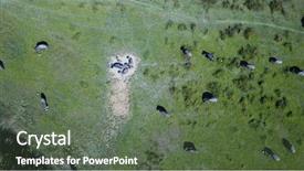  Presentation with water birt - Presentation theme with botswana - water buffalo aerial photo background and a ocean colored foreground