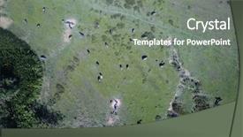  Presentation with birds - Presentation design having botswana - water buffalo aerial photo background and a gray colored foreground