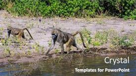  Presentation with monkey - PPT theme enhanced with botswana chobe national park on the zambezi river couple monkey - baboon looking for food on the river background and a tawny brown colored foreground