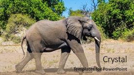  Presentation with shenandoah national park big meadows - Presentation design consisting of exotic tourism african elephant - loner background and a coral colored foreground