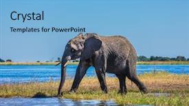  Presentation with tourism - Theme having botswana chobe national park the concept of exotic tourism african elephant - single on a watering place in the okavango delta background and a light blue colored foreground