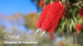  Presentation with brush - Slides with bottle-brush-tree-beautiful-exotic background and a  colored foreground