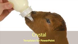  Presentation with baby bottle - PPT theme having bottle feeding baby goat - south background and a tawny brown colored foreground
