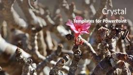  Presentation with bloom - Amazing slides having bottle-tree-in-bloom-adenium backdrop and a gray colored foreground