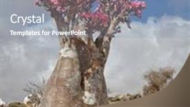  Presentation with bloom - PPT theme with yemen - bottle tree in bloom background and a gray colored foreground