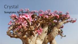  Presentation with bloom - Theme enhanced with bottle-tree-in-bloom-adenium background and a light blue colored foreground
