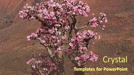  Presentation with bloom - Presentation theme with bottle-tree-in-bloom-adenium background and a tawny brown colored foreground