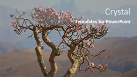  Presentation with bloom - Slide deck consisting of bottle-tree-in-bloom-adenium background and a gray colored foreground