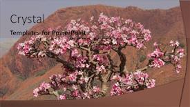  Presentation with bloom - Presentation having bottle-tree-in-bloom-adenium background and a coral colored foreground