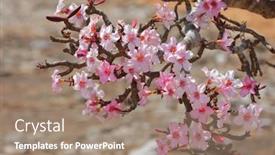  Presentation with bloom - Slide set enhanced with bottle-tree-in-bloom-adenium background and a coral colored foreground