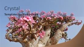  Presentation with bloom - PPT layouts with bottle-tree-in-bloom-adenium background and a light blue colored foreground