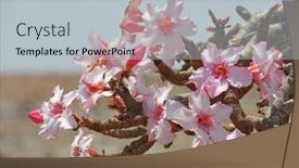  Presentation with bloom - PPT theme featuring bottle-tree-in-bloom-adenium background and a light gray colored foreground