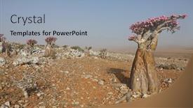  Presentation with bloom - Presentation theme consisting of bottle-tree-in-bloom-adenium background and a light blue colored foreground