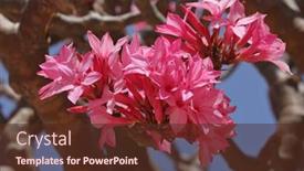  Presentation with bloom - Theme enhanced with bottle-tree-in-bloom-adenium background and a tawny brown colored foreground