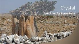  Presentation with bloom - Theme having bottle-tree-in-bloom-adenium background and a light blue colored foreground