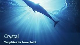  Presentation with dolphin - Audience pleasing slides consisting of bottlenose dolphin tursiops truncatus underwater backdrop and a ocean colored foreground