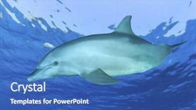  Presentation with dolphin - Amazing slide deck having bottlenose dolphin backdrop and a ocean colored foreground