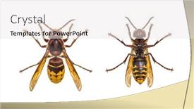  Presentation with hornet - Amazing presentation design having bottom-and-high-view backdrop and a white colored foreground