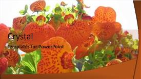  Presentation with white flowers - Amazing PPT theme having bottom borders - flowers slipper orchid isolated backdrop and a red colored foreground