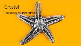  Presentation with star - Cool new PPT theme with bottom borders - toy sea star - beach backdrop and a  colored foreground