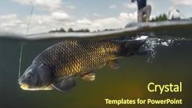  Presentation with fishing - Cool new presentation with bottom line - split shot of the man backdrop and a tawny brown colored foreground