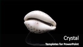  Presentation with sea shell - Audience pleasing presentation consisting of bottom of cowrie sea shell backdrop and a black colored foreground