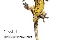  Presentation with climbing - Presentation consisting of bottom-view-of-a-crested background and a  colored foreground