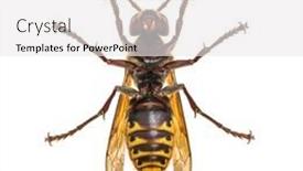  Presentation with hornet - Presentation theme enhanced with bottom-view-of-a-european background and a white colored foreground