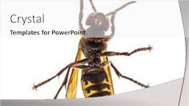  Presentation with hornet - Amazing theme having bottom-view-of-a-european backdrop and a white colored foreground