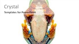  Presentation with frog - Slide deck featuring bottom-view-of-a-red background and a white colored foreground