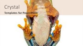  Presentation with frog - PPT theme consisting of bottom-view-of-a-red background and a yellow colored foreground