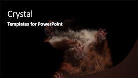  Presentation with guinea pig - Colorful presentation design enhanced with bottom view of curious brown guinea pig looking to side while standing on transparent glass on black background backdrop and a black colored foreground