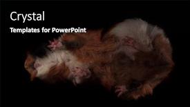  Presentation with guinea pig - Slide deck with bottom view of cute brown guinea pig standing on glass on black background background and a black colored foreground