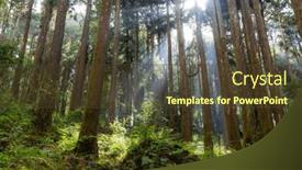  Presentation with recreation - Slide set enhanced with bottom-view-of-sunlight-sunbeams background and a tawny brown colored foreground