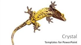  Presentation with glass - PPT theme consisting of bottom-view-through-the-glass background and a  colored foreground