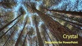  Presentation with pine trees - Amazing PPT theme having botton view pines trees backdrop and a tawny brown colored foreground