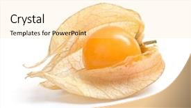  Presentation with cherry - Cool new presentation with eagle s wings - beautiful harris s hawk backdrop and a light blue colored foreground.