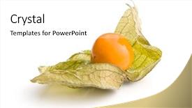  Presentation with fruit - Presentation design with bouffant cap - physalis peruviana fruit isolated background and a white colored foreground