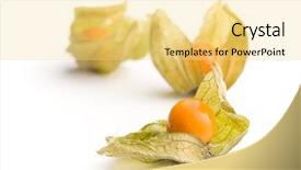  Presentation with fruit - PPT theme having bouffant cap - physalis peruviana fruit isolated background and a  colored foreground