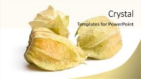  Presentation with fruit and trees - Slides having bouffant cap - physalis peruviana fruit isolated background and a blonde colored foreground