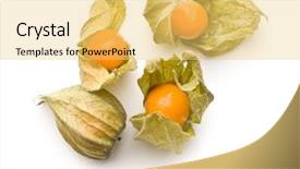  Presentation with fruit preservations - Audience pleasing theme consisting of bouffant cap - physalis peruviana fruit isolated backdrop and a yellow colored foreground