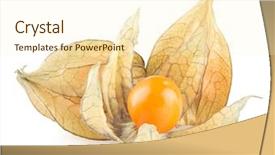  Presentation with ripe golden potato on white - PPT layouts having bouffant cap - ripe physalis isolated on white background and a  colored foreground