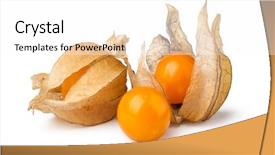  Presentation with ripe golden potato on white - Presentation design having bouffant cap - ripe physalis isolated on white background and a  colored foreground