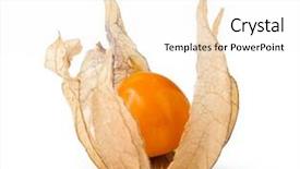  Presentation with background - Colorful PPT layouts enhanced with bouffant cap - ripe physalis isolated on white backdrop and a  colored foreground