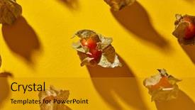  Presentation with risk top view - Slide deck consisting of bouffant cap - top view close up autumn background and a  colored foreground